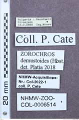 Etiketten zu Zorochros dermestoides (NHMW-ZOO-COL-0006514)